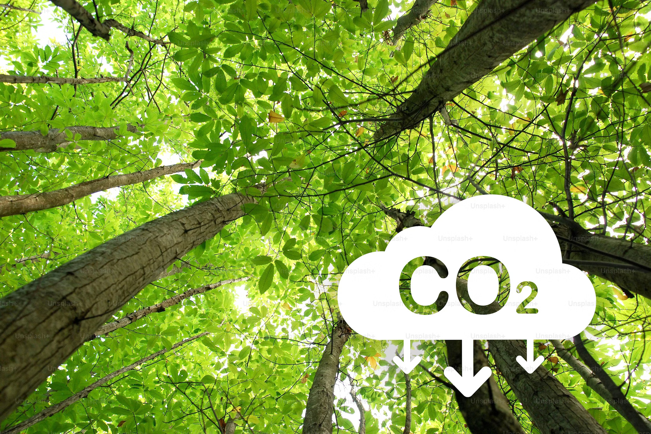 Why Going Carbon Neutral Pays Off in 2025